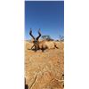 Image 3 : Namibian Safari with Wildest International