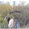 Image 3 : Scimitar Oryx Hunt at the Reserve Ranch in South Texas