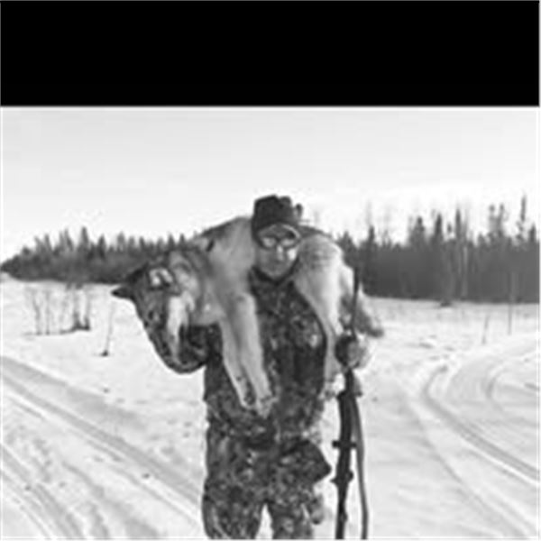 Ontario Canada Timberwolf Hunt