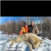 Image 3 : Ontario Canada Timberwolf Hunt