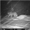 Image 5 : Ontario Canada Timberwolf Hunt