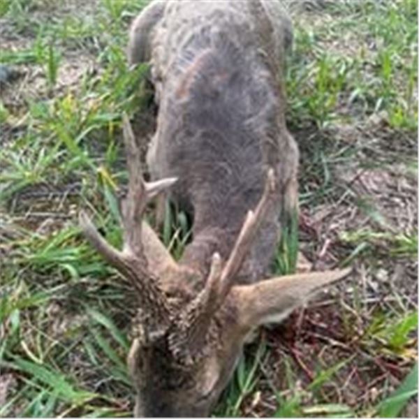 Roe Deer Hunt with Hunt Trip Spain