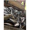 Image 2 : Falcon Lake Fishing Charter for Two