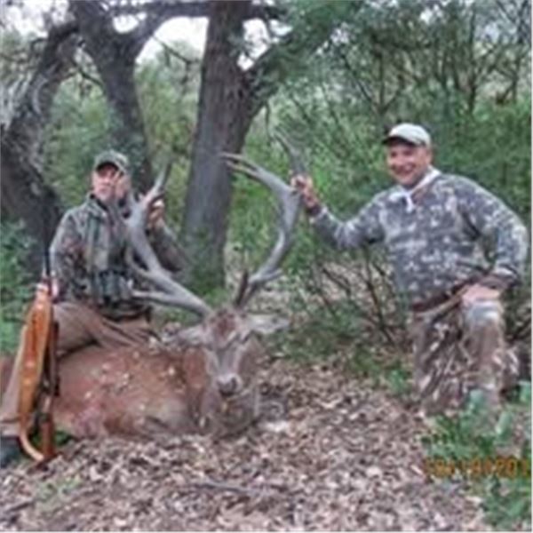 Texas Red Stag Hunt
