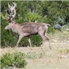 Image 4 : Texas Red Stag Hunt