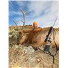 Image 5 : Texas Red Stag Hunt