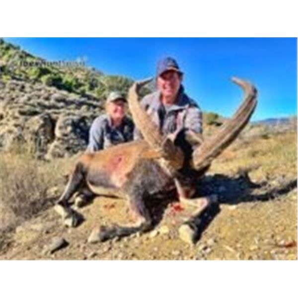 Spain Ibex Hunt