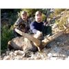 Image 2 : Spain Ibex Hunt