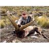 Image 3 : Spain Ibex Hunt
