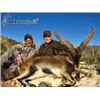 Image 4 : Spain Ibex Hunt