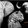 Image 3 : African Cape Buffalo Hook & Barrel Safari 2026/2027