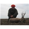 Image 1 : Serbian Roe Deer