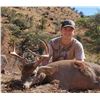 Image 1 : Coues Deer in Mexico