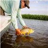 Image 10 : Argentina Dove Hunt for Eight with Upgrade to Golden Dorado Available