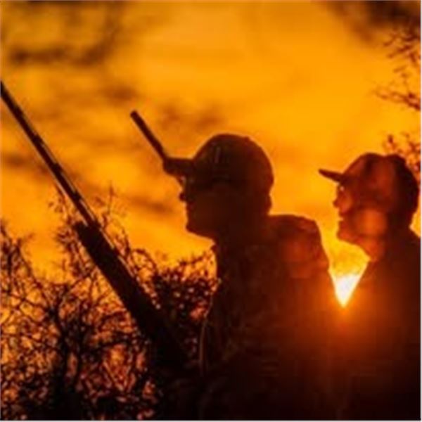 Argentina Dove Hunt for Eight with Upgrade to Golden Dorado Available
