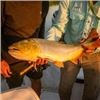 Image 3 : Argentina Dove Hunt for Eight with Upgrade to Golden Dorado Available