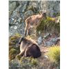 Image 2 : New Zealand Red Stag Hunt for Two