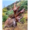 Image 6 : New Zealand Red Stag Hunt for Two