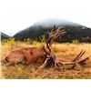 Image 7 : New Zealand Red Stag Hunt for Two