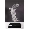 Image 3 : Pair of clear acrylic bookends including lumbar with sacrum and a cervical spine, purportedly show p