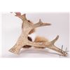 Image 3 : Three hand crafted sealskin Ookpik owls on antler platform, 5" H X 10" L