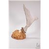 Image 3 : Carved antler bird in flight on burl wood base 12 1/2" in height