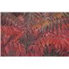 Image 1 : Robert Bateman, framed limited edition print 'Cardinal and Sumac", pencil signed by artist, 36/1993,
