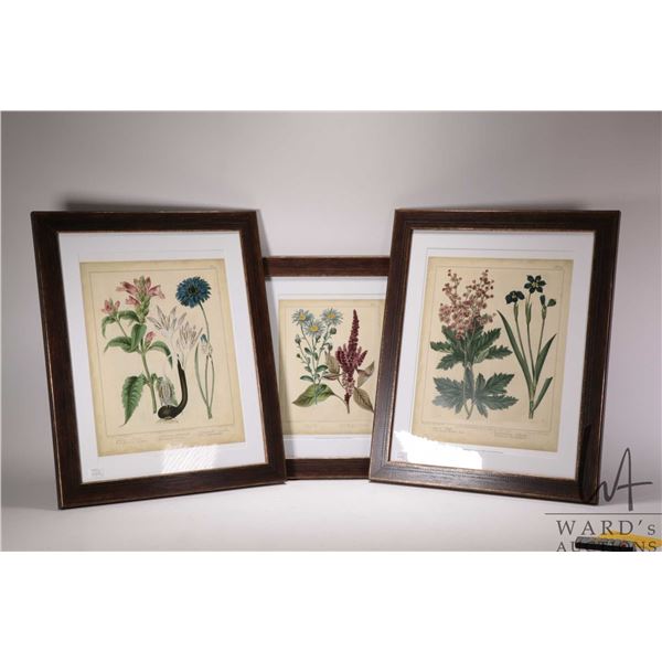 Three framed coloured botanical prints including two measuring 22" X 18" and one 18" X 15", all meas
