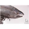 Image 3 : Artisan made tin salmon sculpture 17" in height and 30" wide