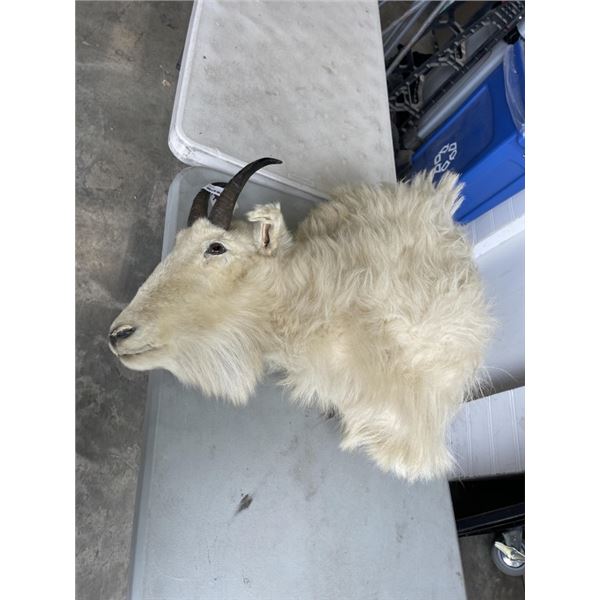 TAXIDERMY MOUNTIAN GOAT HEAD