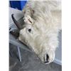 Image 2 : TAXIDERMY MOUNTIAN GOAT HEAD
