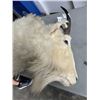 Image 3 : TAXIDERMY MOUNTIAN GOAT HEAD
