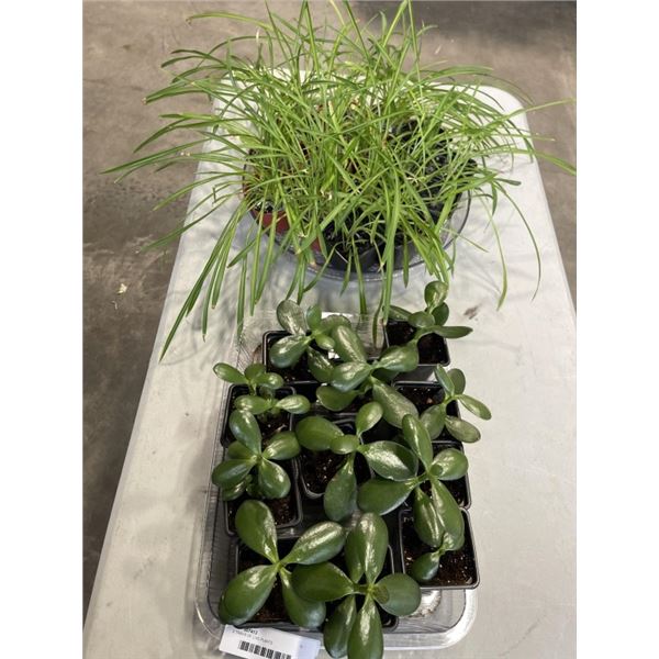 2 TRAYS OF LIVE PLANTS