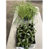 Image 1 : 2 TRAYS OF LIVE PLANTS