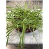 Image 3 : 2 TRAYS OF LIVE PLANTS