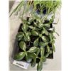 Image 4 : 2 TRAYS OF LIVE PLANTS