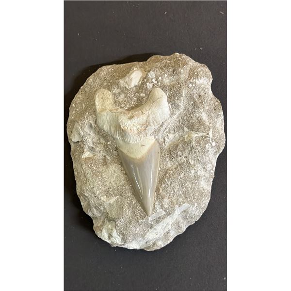 FOSSILIZED TOOTH