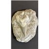 Image 1 : FOSSILIZED TOOTH