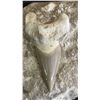 Image 2 : FOSSILIZED TOOTH