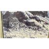 Image 2 : ALAN HUNT "SNOW CUB" LEP (DOUBLE SIGNED & NUMBERED) - APPROX.17" X 20 1/2" FRAMED