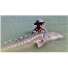 Image 2 : STURGEON FISHING TRIP FOR 4 - MAINLANDERS FISHING