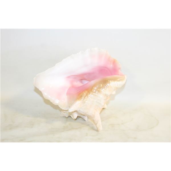 QUEEN CONCH SHELL