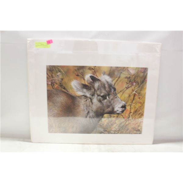 UNFRAMED PRINT - MOUNTAIN BABY