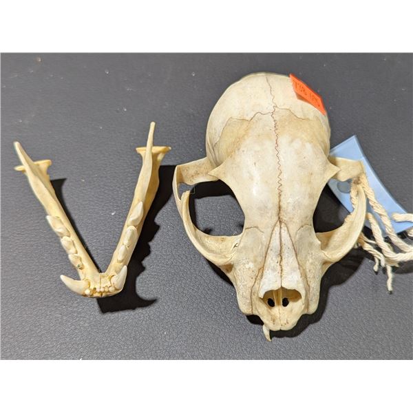 Skull Taxidermy w/ Jaw Bone
