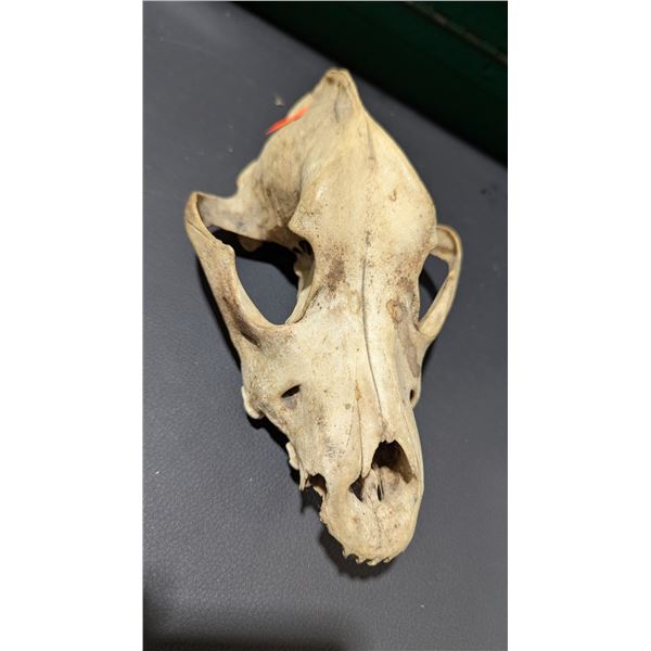 Skull Taxidermy