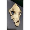 Image 1 : Skull Taxidermy