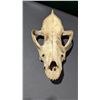Image 2 : Skull Taxidermy