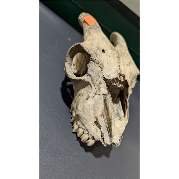 Skull Taxidermy
