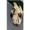Image 1 : Skull Taxidermy