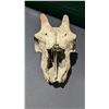 Image 2 : Skull Taxidermy